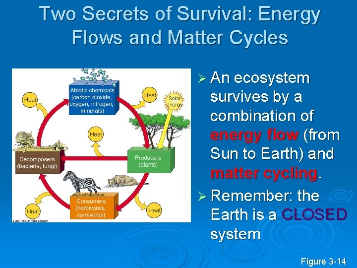 Two Secrets of Survival: Energy Flows and Matter Cycles Ø An ecosystem survives by