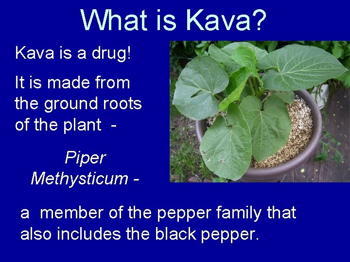 What is Kava? Kava is a drug! It is made from the ground roots