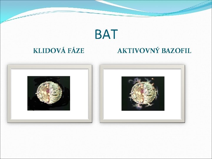 BAT KLIDOVÁ FÁZE AKTIVOVNÝ BAZOFIL 