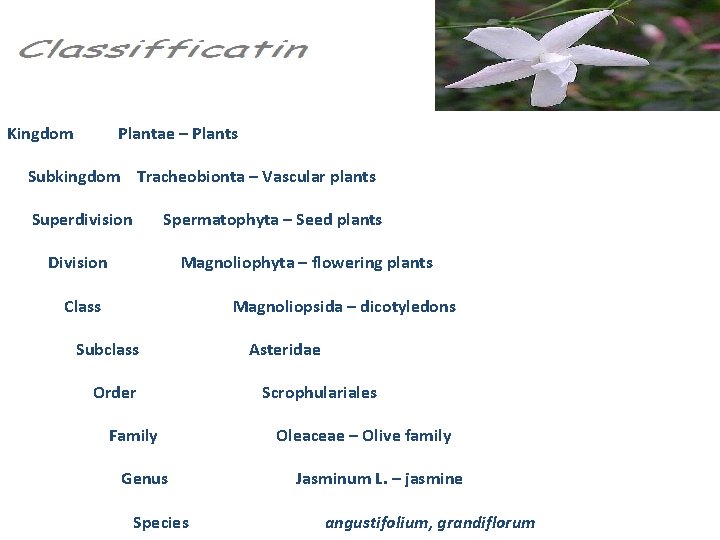 Kingdom Plantae – Plants Subkingdom Tracheobionta – Vascular plants Superdivision Spermatophyta – Seed plants