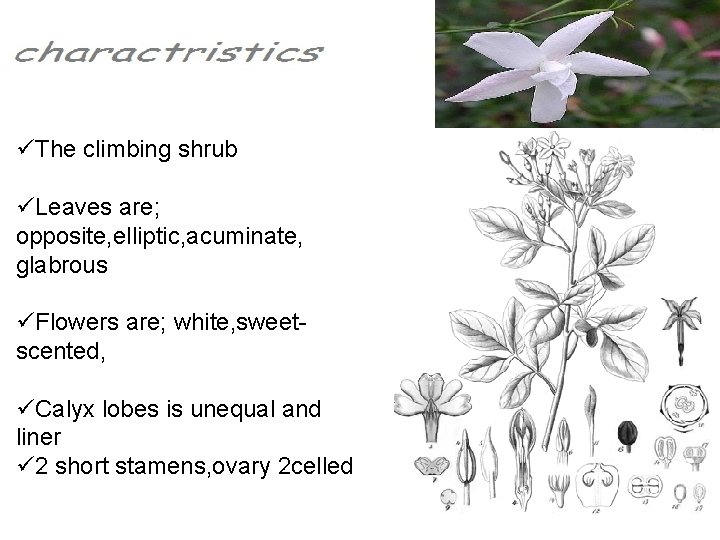 üThe climbing shrub üLeaves are; opposite, elliptic, acuminate, glabrous üFlowers are; white, sweetscented, üCalyx