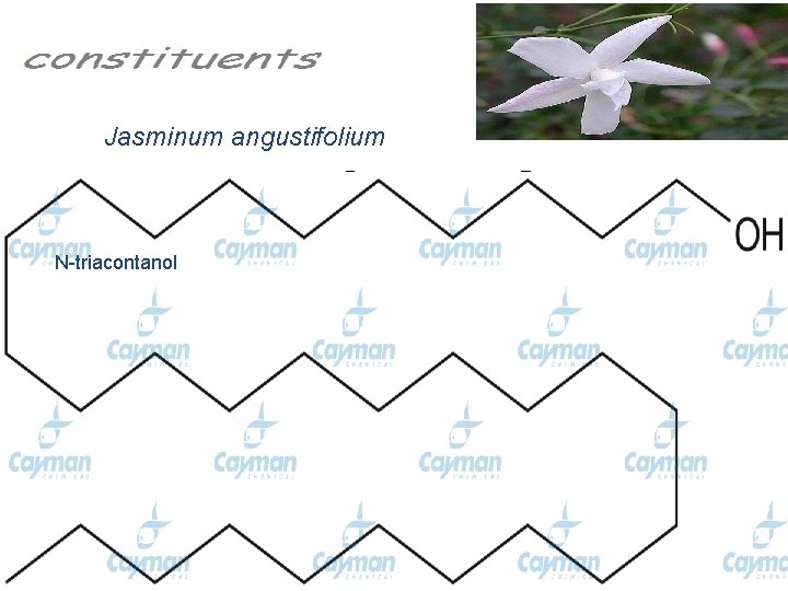 Jasminum angustifolium D-manitol Lupeol N-triacontanol 7 