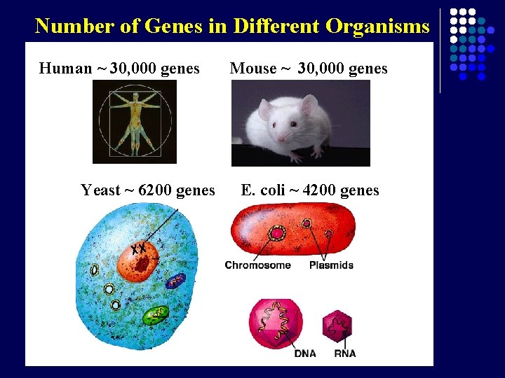 Number of Genes in Different Organisms Human ~ 30, 000 genes Yeast ~ 6200