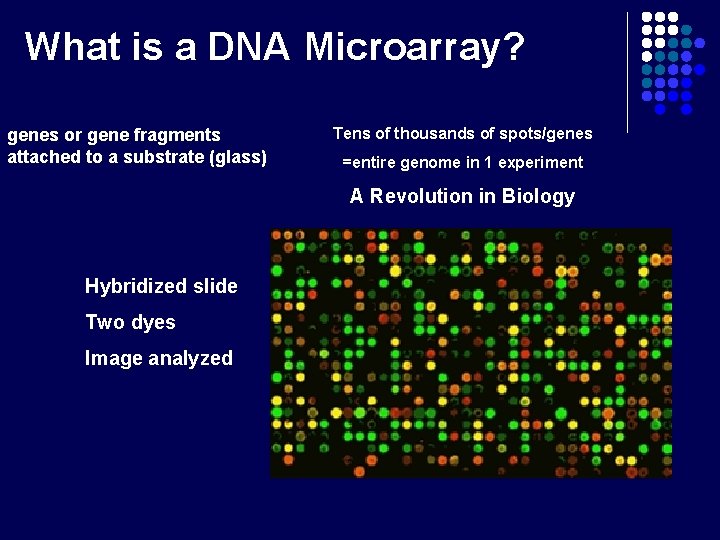 What is a DNA Microarray? genes or gene fragments attached to a substrate (glass)
