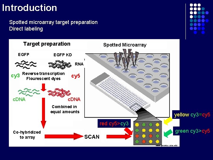 Introduction Spotted microarray target preparation Direct labeling Target preparation Labeled c. DNA preparation EGFP