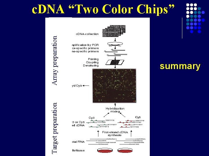 Target preparation Array preparation c. DNA “Two Color Chips” summary 