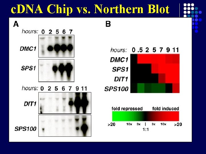 c. DNA Chip vs. Northern Blot 