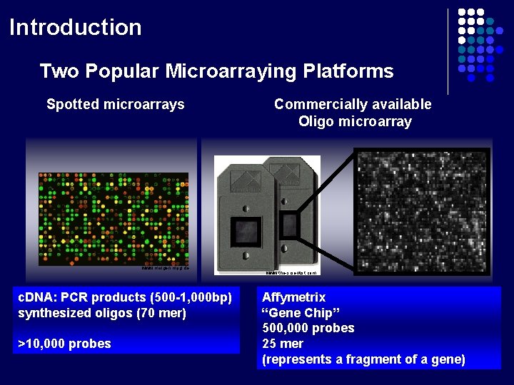 Introduction Two Popular Microarraying Platforms Spotted microarrays www. molgen. mpg. de c. DNA: PCR