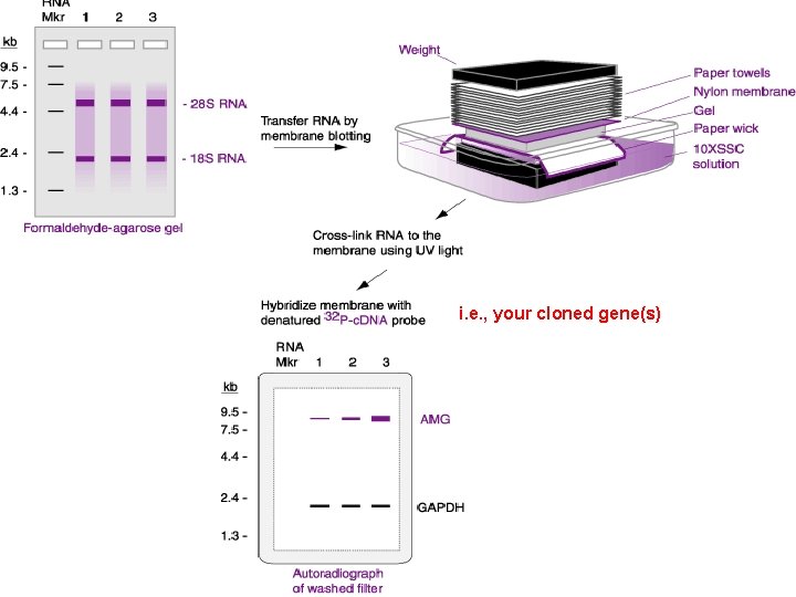 i. e. , your cloned gene(s) 
