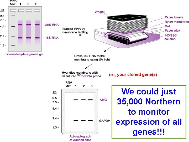 i. e. , your cloned gene(s) We could just 35, 000 Northern to monitor