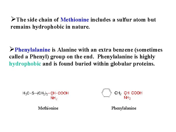 ØThe side chain of Methionine includes a sulfur atom but remains hydrophobic in nature.