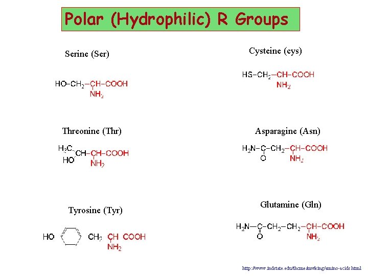 Polar (Hydrophilic) R Groups Serine (Ser) Threonine (Thr) Tyrosine (Tyr) Cysteine (cys) Asparagine (Asn)