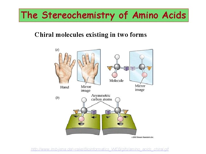 The Stereochemistry of Amino Acids Chiral molecules existing in two forms http: //www. imb-jena.