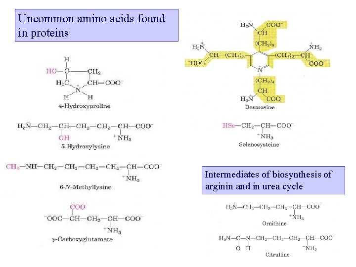 Uncommon amino acids found in proteins Intermediates of biosynthesis of arginin and in urea