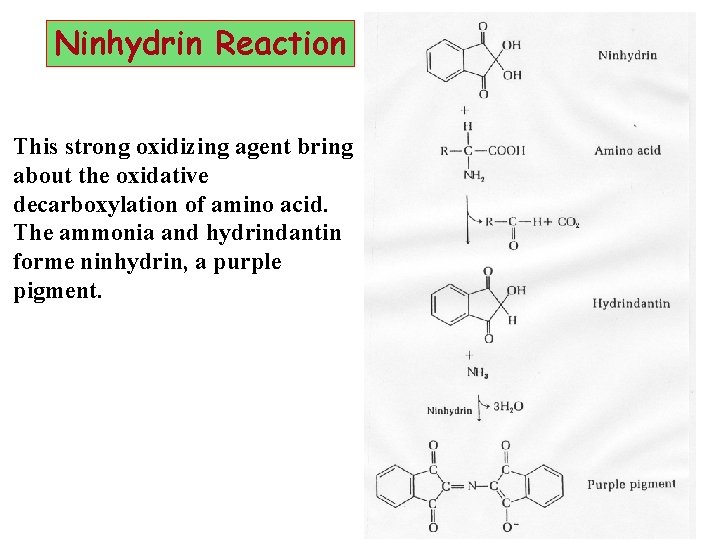 Ninhydrin Reaction This strong oxidizing agent bring about the oxidative decarboxylation of amino acid.