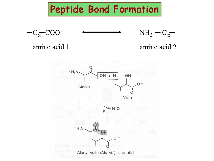 Peptide Bond Formation Ca COOamino acid 1 NH 3+ Ca amino acid 2 