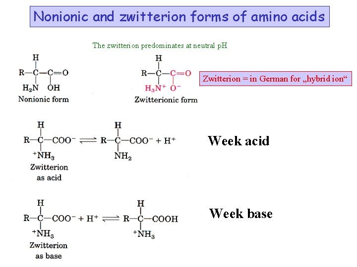Nonionic and zwitterion forms of amino acids The zwitterion predominates at neutral p. H