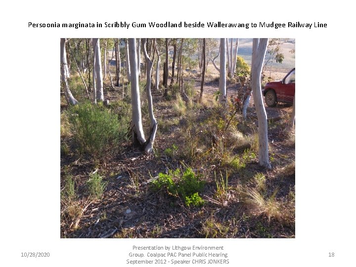Persoonia marginata in Scribbly Gum Woodland beside Wallerawang to Mudgee Railway Line 10/28/2020 Presentation