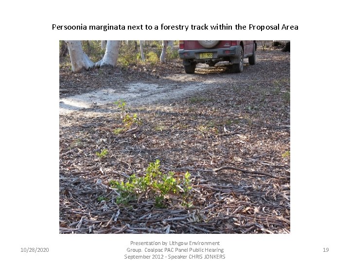 Persoonia marginata next to a forestry track within the Proposal Area 10/28/2020 Presentation by