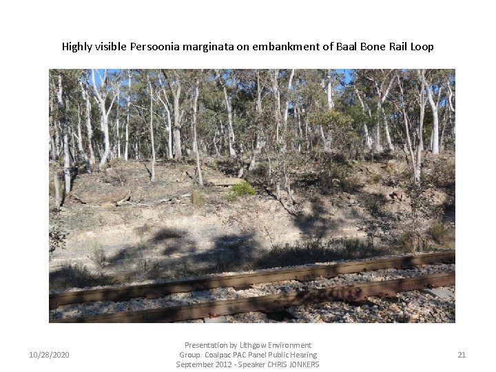 Highly visible Persoonia marginata on embankment of Baal Bone Rail Loop 10/28/2020 Presentation by