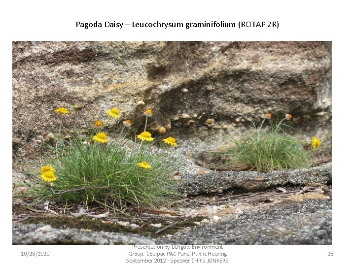 Pagoda Daisy – Leucochrysum graminifolium (ROTAP 2 R) 10/28/2020 Presentation by Lithgow Environment Group.