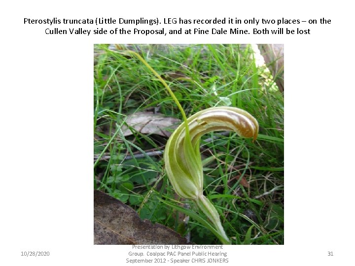 Pterostylis truncata (Little Dumplings). LEG has recorded it in only two places – on