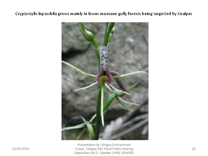 Cryptostylis leptochila grows mainly in lower montane gully forests being targetted by Coalpac 10/28/2020