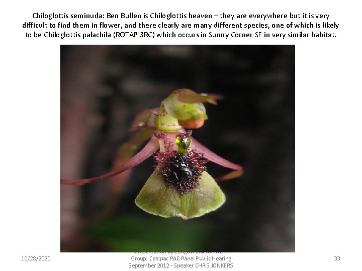 Chiloglottis seminuda: Ben Bullen is Chiloglottis heaven – they are everywhere but it is