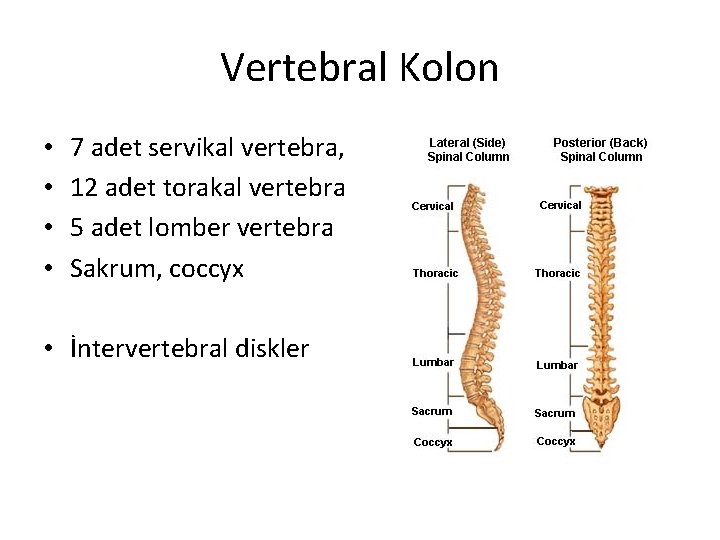 Vertebral Kolon • • 7 adet servikal vertebra, 12 adet torakal vertebra 5 adet