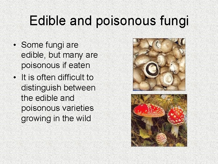 Edible and poisonous fungi • Some fungi are edible, but many are poisonous if