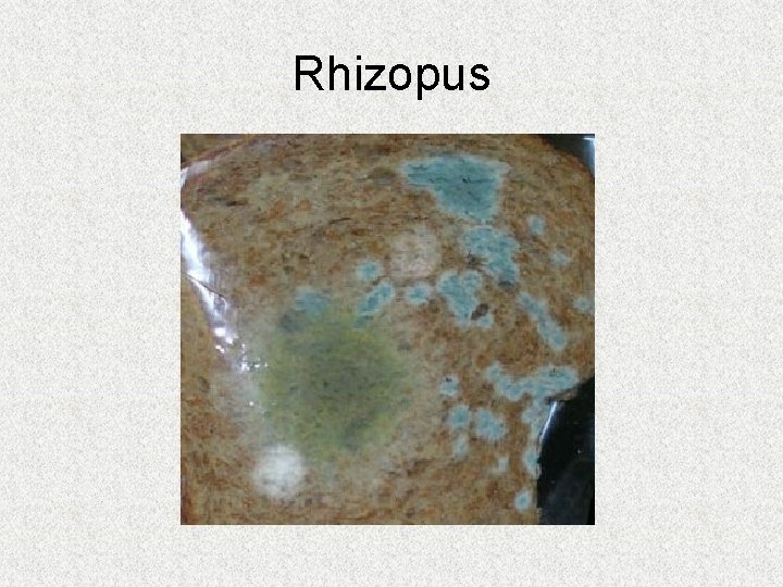 Rhizopus Rhizopus