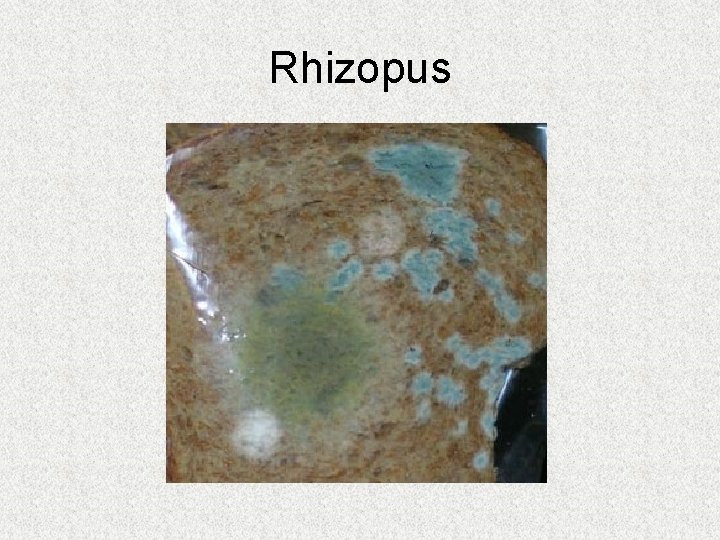 Rhizopus 