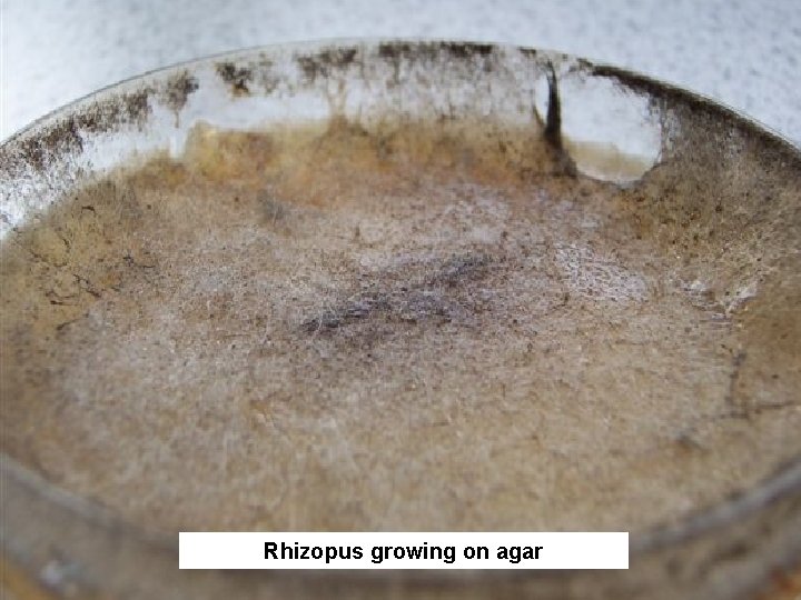 Rhizopus growing on agar Rhizopus growing on agar