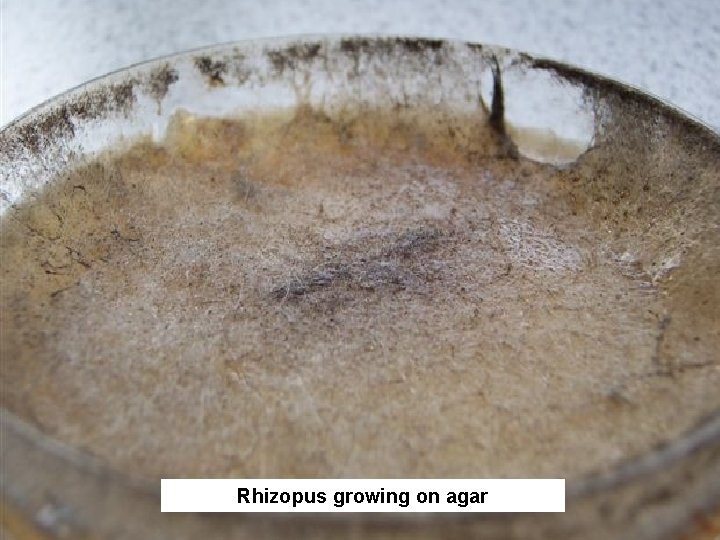 Rhizopus growing on agar 