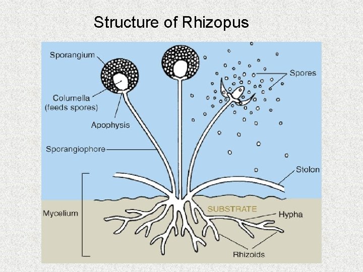 Structure of Rhizopus 