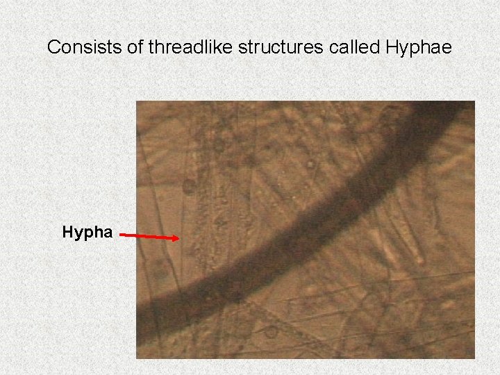 Consists of threadlike structures called Hyphae Hypha Consists of threadlike structures called Hyphae Hypha