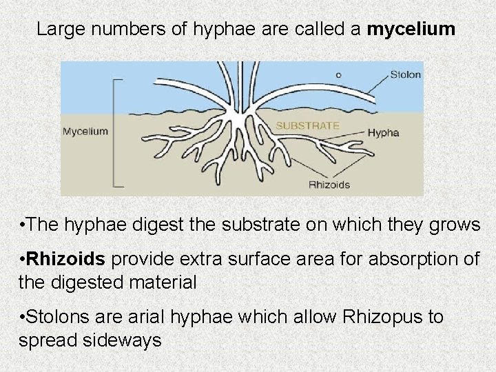 Large numbers of hyphae are called a mycelium • The hyphae digest the substrate