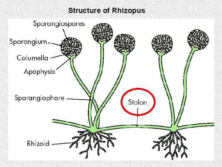 Structure of Rhizopus 