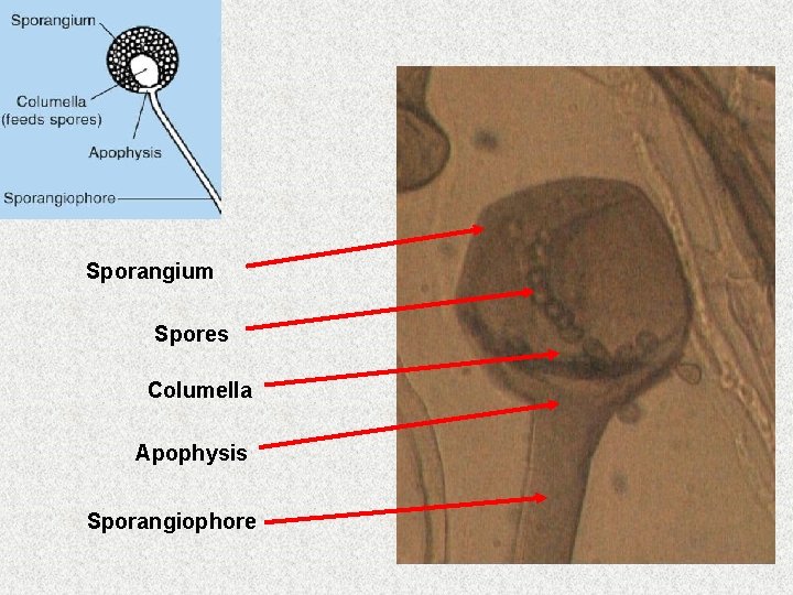 Sporangium Spores Columella Apophysis Sporangiophore 