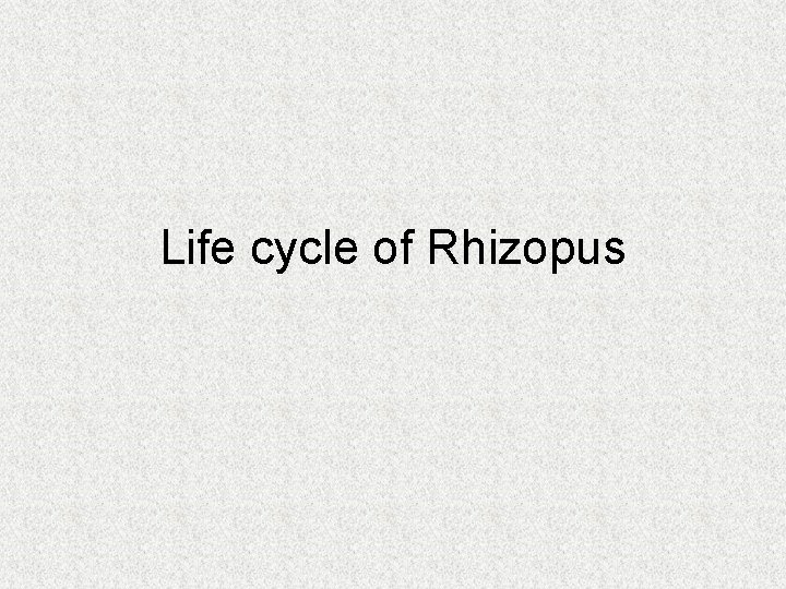 Life cycle of Rhizopus Life cycle of Rhizopus