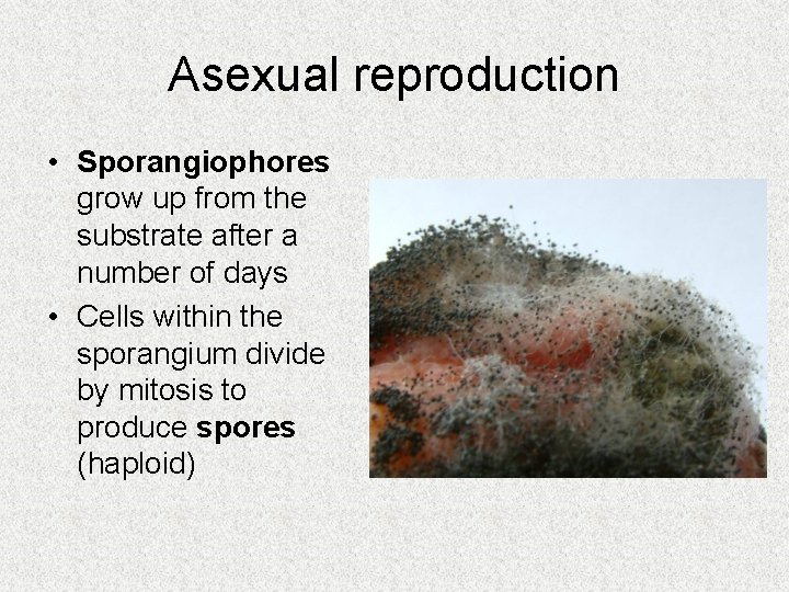 Asexual reproduction • Sporangiophores grow up from the substrate after a number of days Asexual reproduction • Sporangiophores grow up from the substrate after a number of days