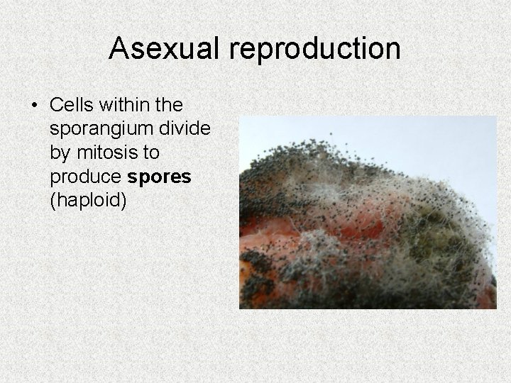Asexual reproduction • Cells within the sporangium divide by mitosis to produce spores (haploid) Asexual reproduction • Cells within the sporangium divide by mitosis to produce spores (haploid)