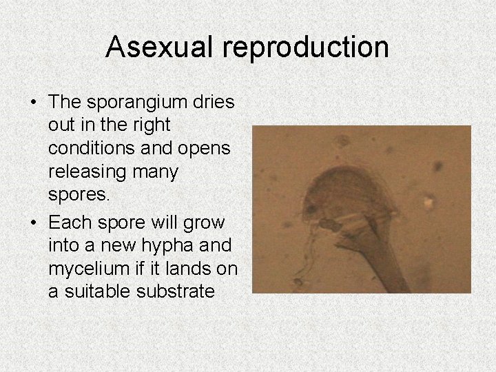 Asexual reproduction • The sporangium dries out in the right conditions and opens releasing Asexual reproduction • The sporangium dries out in the right conditions and opens releasing
