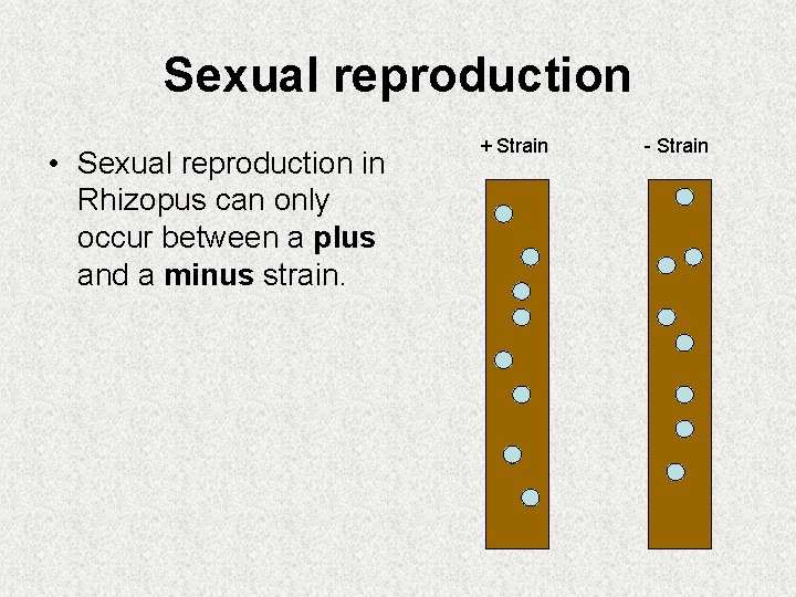 Sexual reproduction • Sexual reproduction in Rhizopus can only occur between a plus and Sexual reproduction • Sexual reproduction in Rhizopus can only occur between a plus and