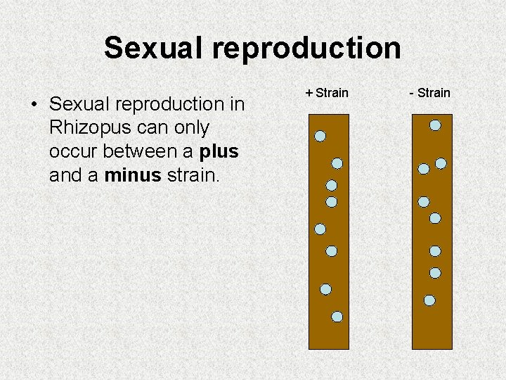 Sexual reproduction • Sexual reproduction in Rhizopus can only occur between a plus and