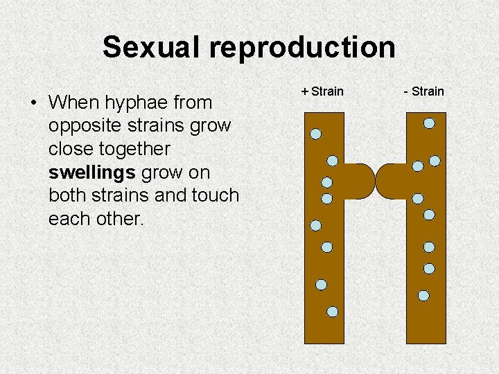 Sexual reproduction • When hyphae from opposite strains grow close together swellings grow on Sexual reproduction • When hyphae from opposite strains grow close together swellings grow on