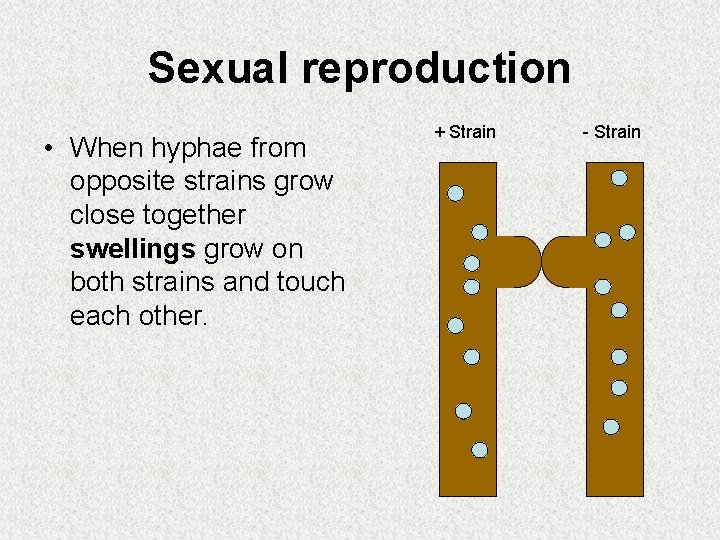 Sexual reproduction • When hyphae from opposite strains grow close together swellings grow on