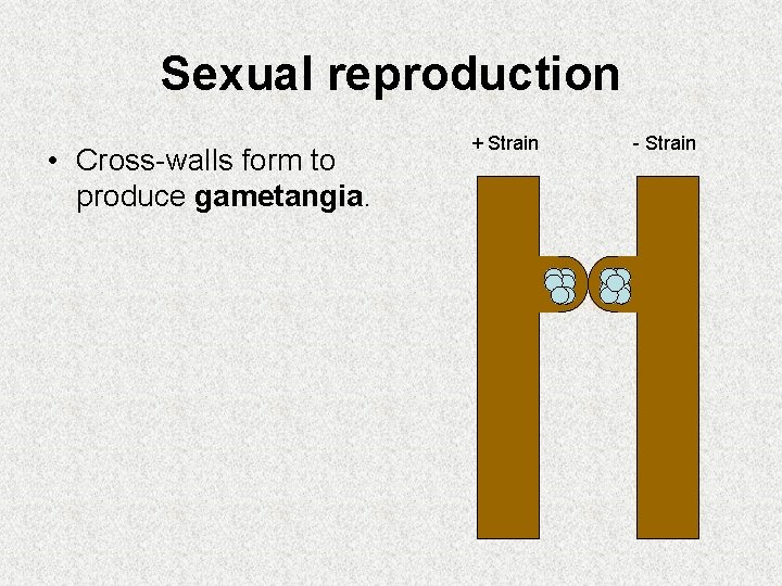 Sexual reproduction • Cross-walls form to produce gametangia. + Strain - Strain 