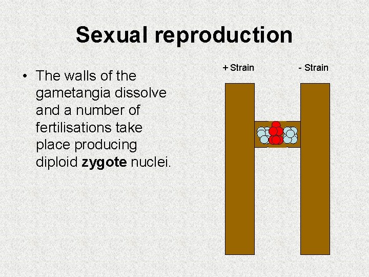 Sexual reproduction • The walls of the gametangia dissolve and a number of fertilisations