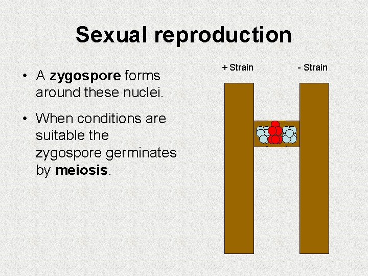 Sexual reproduction • A zygospore forms around these nuclei. • When conditions are suitable Sexual reproduction • A zygospore forms around these nuclei. • When conditions are suitable